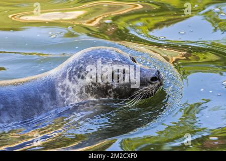 Sigillo comune / sigillo porto / sigillo porto (Phoca vitulina) nuoto, primo piano ritratto | Phoque commun / veau marin (Phoca vitulina) nageant 05/06/2017 Foto Stock