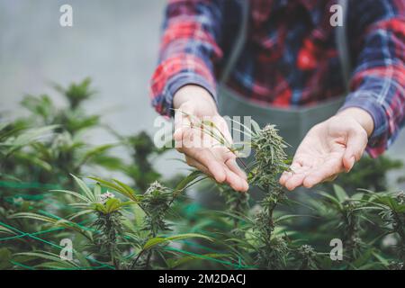 Coltivatore che controlla piante di canapa nel campo durante una giornata di sole estate, agricoltura e concetto di medicina delle erbe, coltivatori di Marijuana, fiori di canapa. Foto Stock