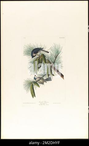Titmouse crestato : Parus bicolore, Linn. Maschio, 1. Femmina, 2. Pino bianco. Pinus strobus. c.1 v.1 Plate 39 , tittmouse, Pines, tittmouse Tufted, White Pine. Gli uccelli d'America - da disegni originali di John James Audubon Foto Stock