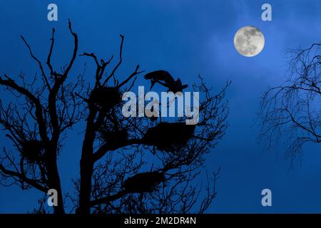 Airone grigio (Ardea cinerea) atterrando sul nido in albero a eronica / rookery airone silhouette di notte con luna piena in primavera | Hérons cendrés (Ardea cinerea) nichent dans arbre dans héronnière, silhouette pendente nuit avec pleine lune en printemps 14/03/2018 Foto Stock