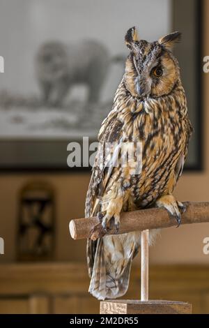 Farcito gufo dalle orecchie lunghe (Asio otus / Strix otus) montato realistico sul ramo in soggiorno a casa | Hibou moyen-duc (Asio otus / Strix otus) naturalisé dans maison 09/03/2018 Foto Stock