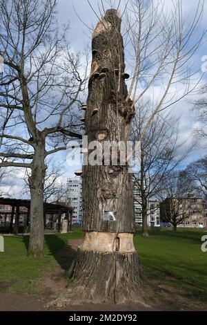 Liegi | Liegi - Boverie Arbre Chronoxyle 21/03/2018 Foto Stock