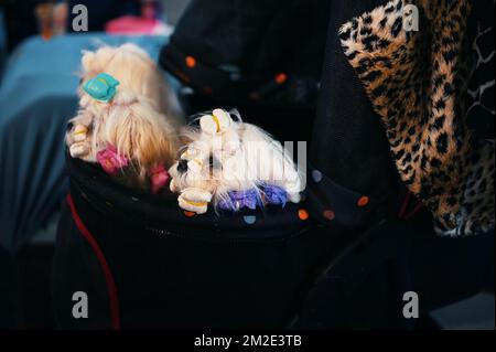 Gruppo di carini cani maltesi in borsa in attesa di esposizione Foto Stock