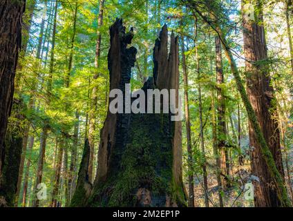 Un ceppo di sequoia danneggiato dal fuoco nella riserva naturale di Armstrong Redwoods state si trova tra gli alberi giganti. Foto Stock