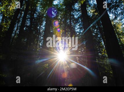 Gli spruzzi di sole splendono attraverso la tettoia di sequoie della riserva naturale statale di Armstrong Redwoods in California. Foto Stock