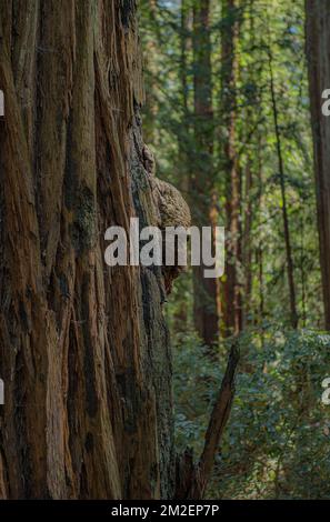 'Albero ninja' che dà una spada a Armstrong Redwoods state Riserva naturale a Guerneville California. Foto Stock