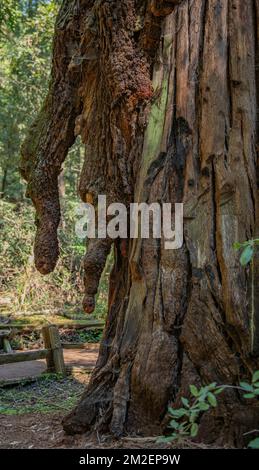 Il percorso del boschetto della riserva naturale di Armstrong Red Woods mostra i tentacoli degli alberi che sgocciolano uno degli alberi più alti del mondo. Foto Stock