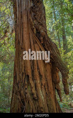 La riserva naturale di Armstrong Redwoods state mostra i tentacoli che sgocciolano su uno degli alberi più alti del mondo. Foto Stock