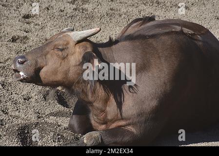 Bufalo asiatico | Buffle asiatique 16/11/2017 Foto Stock