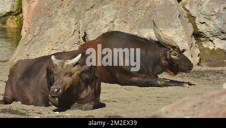 Bufalo asiatico | Buffle asiatique 16/11/2017 Foto Stock