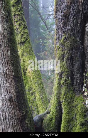 Primo piano di alberi ricoperti di muschio trovati al Golden Ears Provincial Park nella British Columbia, Canada Foto Stock