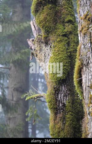 Primo piano di alberi ricoperti di muschio trovati al Golden Ears Provincial Park nella British Columbia, Canada Foto Stock