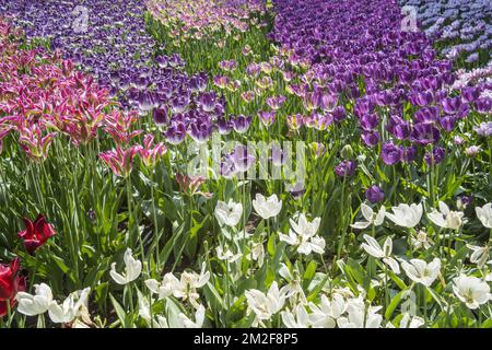 Fiorito con tulipani colorati (Tulipa) in fiore in primavera nel parco della città | Parterre de fleurs avec tulipes colorées dans parc en printemps 09/05/2018 Foto Stock