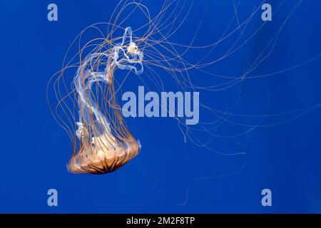 Ortica giapponese (Chrysaora pacifica) medusa striée du Pacifique (Chrysaora pacifica) 09/05/2018 Foto Stock