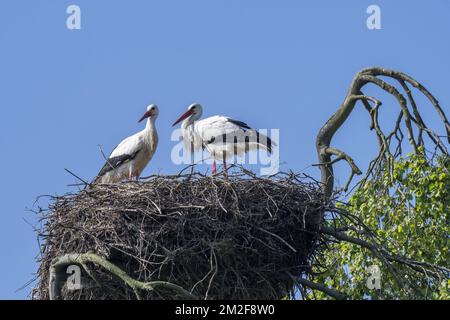 White stork (Ciconia ciconia) couple nesting on huge nest in tree top in spring | Cigognes blanches (Ciconia ciconia) au nid dans arbre en printemps 09/05/2018 Stock Photo