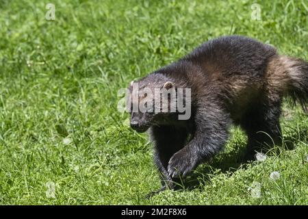 Wolverine (Gilo gilo) foraging in prateria | Glouton / carcajou / wolvérène (Gilo gilo) 08/05/2018 Foto Stock