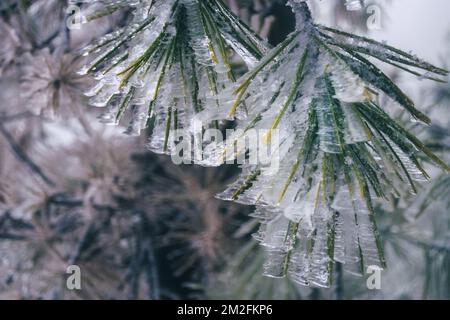 Rami di pino congelati in ghiaccio di forma stranamente a causa del vento sulla montagna in inverno Foto Stock