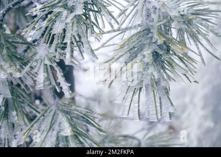 Rami di pino congelati in ghiaccio di forma stranamente a causa del vento sulla montagna in inverno Foto Stock