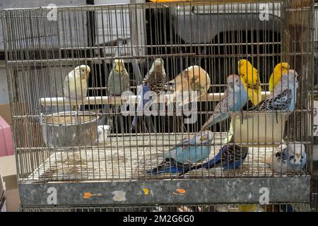 Uccelli in gabbia in attesa di essere venduti | Oiseaux en gabbia Attendant d'etre vendus 12/06/2018 Foto Stock