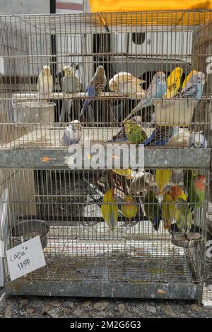 Uccelli in gabbia in attesa di essere venduti | Oiseaux en gabbia Attendant d'etre vendus 12/06/2018 Foto Stock