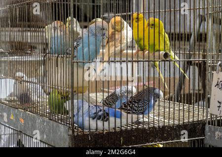 Uccelli in gabbia in attesa di essere venduti | Oiseaux en gabbia Attendant d'etre vendus 12/06/2018 Foto Stock