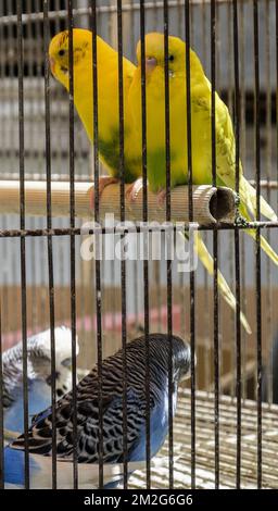 Uccelli in gabbia in attesa di essere venduti | Oiseaux en gabbia Attendant d'etre vendus 12/06/2018 Foto Stock