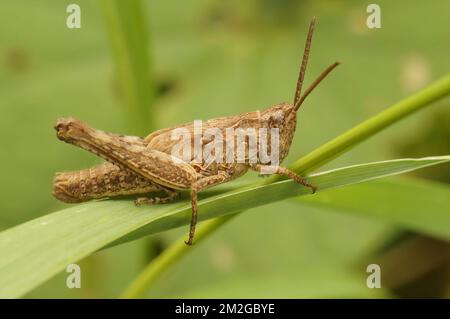 Primo piano naturale su un grasshopper adulto europeo ad ali di mucca, gruppo Chorthippus biguttulus Foto Stock