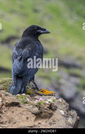 Corvo comune / corvo settentrionale (Corvus corax) arroccato sulla roccia sulla cima di una scogliera lungo la costa scozzese, UK | Grand Corbeau (Corvus corax) à la Côte 12/06/2018 Foto Stock