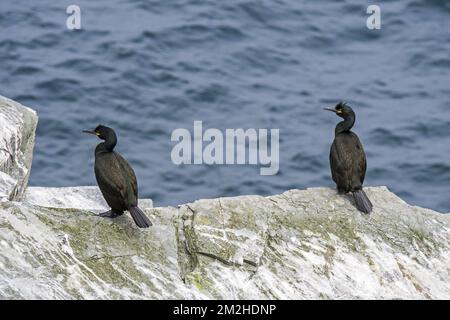 Due scogli europei / scogli comuni (Phalacrocorax aristotelis) arroccato su roccia coperta da escrementi, Isole Shetland, Scozia, UK | Cormoran huppé (Phalacrocorax aristotelis) 09/06/2018 Foto Stock