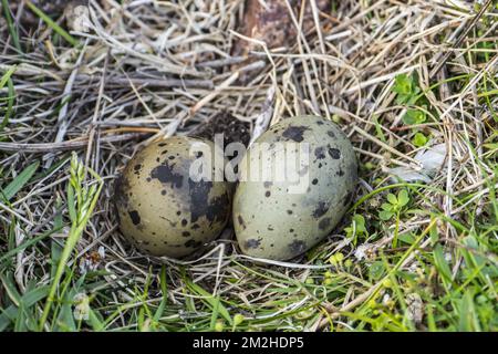 Terna artica (sterna paradisaea) tipica frizione di due uova chiazzate e camuffate in nido, depressione nel terreno | Oeufs dans nid de stere artique (sterna paradisaea) 10/06/2018 Foto Stock