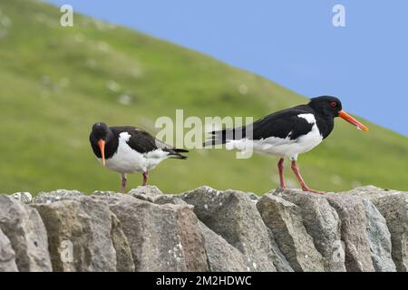 Ostercatchers pied comune / Ostercatchers eurasiatica (Haematopus ostralegus) Coppia su muro di pietra a secco, Shetland Islands, Scotland, UK | Huîtrier pie / Pie de mer (Haematopus ostralegus) 14/06/2018 Foto Stock