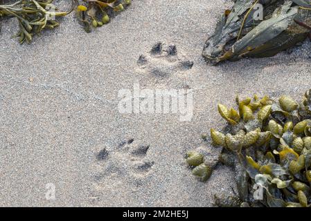 Lontra eurasiatica / lontra europea (Lutra lutra) impronte in sabbia bagnata tra alghe marine sulla spiaggia costiera della Scozia, Regno Unito | Empreintes de Loutre d'Europe / Loutre européenne (Lutra lutra) 09/06/2018 Foto Stock