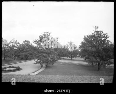 Dipartimento di distribuzione, Chestnut Hill Reservoir, lavorare su alberi di Elm inglesi lungo Beacon Street; vicino alle stazioni di pompaggio di Chestnut Hill?, Brighton, Mass., 1920-1921 novembre , acquedotto, alberi Foto Stock