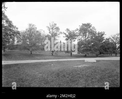 Dipartimento di distribuzione, Chestnut Hill Reservoir, lavorare su alberi di Elm inglesi lungo Beacon Street; vicino alle stazioni di pompaggio di Chestnut Hill?, Brighton, Mass., 1920-1921 novembre , acquedotto, alberi Foto Stock