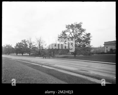 Dipartimento di distribuzione, Chestnut Hill Reservoir, lavorare su alberi di olmo inglesi lungo Beacon Street; guardando verso Chestnut Hill Low Service Pumping Station; trimming, Brighton, Mass., 1920-1921 novembre , acquedotto, alberi Foto Stock