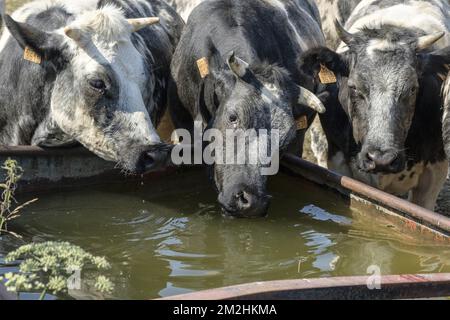 Mucche viene a bere acqua dal bacino | Les vaches assoifées par la canicule viennent boire l'eau apportee par l'eleveur dans une bassine 05/08/2018 Foto Stock