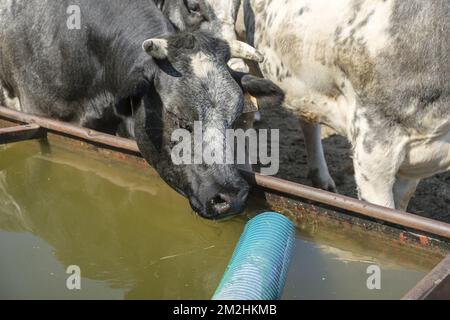 Mucche viene a bere acqua dal bacino | Les vaches assoifées par la canicule viennent boire l'eau apportee par l'eleveur dans une bassine 05/08/2018 Foto Stock