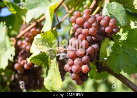 Vitigno comune (Vitis vinifera), Valle del Reno, Germania Foto Stock