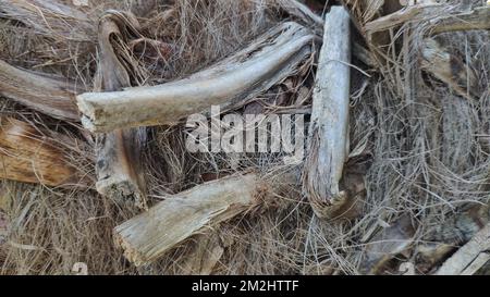 corteccia della Palma Foto Stock