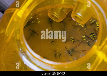 Vespe uccise / annegate all'interno di plastica trappola per vespe all'aperto per attirare, intrappolare e annegare vespe in liquido dolce come la birra o limonata in estate | Piège à guêpes 18/08/2018 Foto Stock