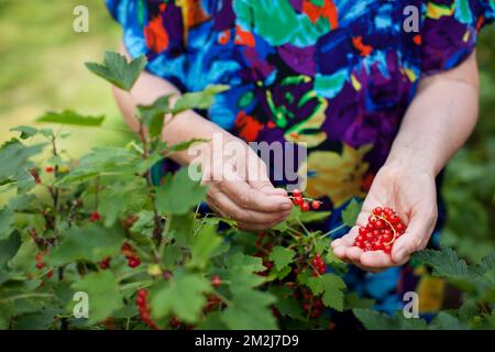 Donna matura raccoglie bacche di ribes rosso in giardino naturale. Modello invecchiato a mani in abito blu Foto Stock