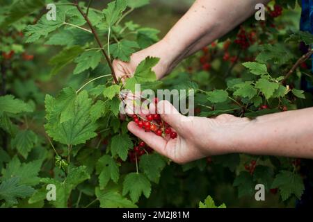 Primo piano delle mani di una donna anziana che raccolgono gli ribes rossi nel giardino naturale Foto Stock