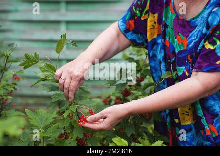 Primo piano delle mani di una donna anziana che raccolgono ribes rosso bacche nel giardino naturale Foto Stock