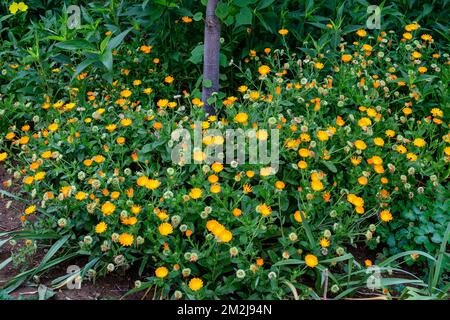 Fiori d'arancio vividi di Calendula officinalis pianta, noto come vaso marigold, ruddles, comune o scotch marigold in un giardino estivo soleggiato, flor testurizzato Foto Stock