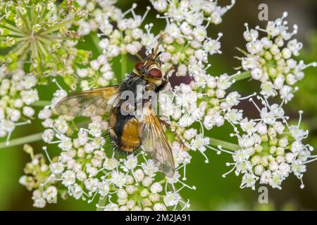 Mosca parassita / mosca tachinide / Tachina fera alimentazione sul nettare da fiore umbellifer in estate | Tachinaire crauvage (Tachina fera) 24/08/2018