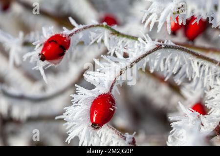 Rosehip bud covered in hoarfrost icicles close up macro in winter. Frosty seasonal garden plants. Foto Stock