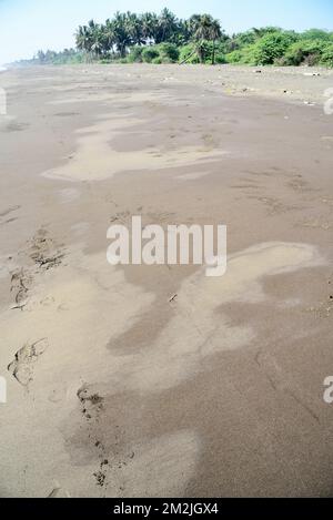 Alberi di palma sulla spiaggia, Bhagal spiaggia, Valsad, Gujarat, India, Asia Foto Stock