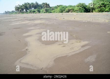 Alberi di palma sulla spiaggia, Bhagal spiaggia, Valsad, Gujarat, India, Asia Foto Stock