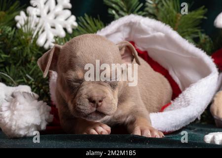 Addormentarsi piccolo carino americano Bully cucciolo in un cappello di Santa accanto ad un albero di Natale decorato con giocattoli, fiocchi di neve, coni. Natale e Capodanno per p Foto Stock