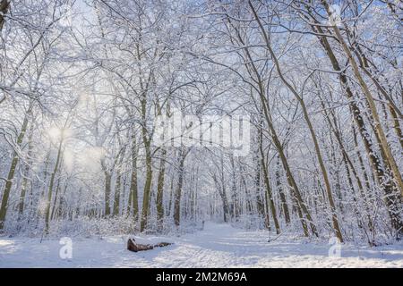 Panorama invernale innevato con luce solare da sogno. Idilliaca natura invernale, avventura e libertà panoramica. Incredibile paesaggio stagionale, sentiero forestale Foto Stock